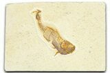 Bargain, Fossil Fish (Diplomystus) - Wyoming #367591-1